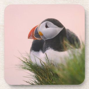 Porta-copo Papagaio-do-mar (Fratercula arctica)