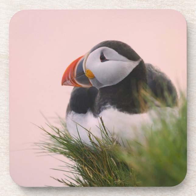 Porta-copo Papagaio-do-mar (Fratercula arctica) (Frente)