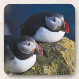 Porta-copo Papagaio-do-mar (Fratercula arctica) 7