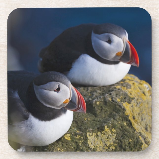 Porta-copo Papagaio-do-mar (Fratercula arctica) 7 (Frente)