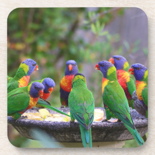 Porta-copo Papagaios Lorikeet de Arco-Íris Colorido Comendo