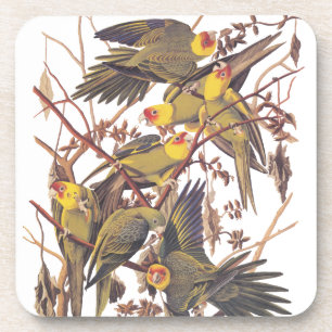 Porta-copo Parakeet de Carolina de Audubon