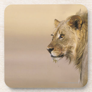 Porta-copo Parque internacional de Kgalagadi, cabo do norte