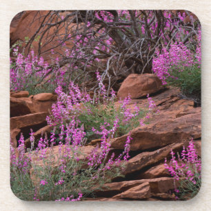 Porta-copo Parque Nacional Capitol Reef, Utah, EUA