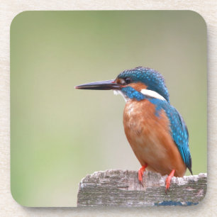 Porta-copo Pássaro Kingfisher.