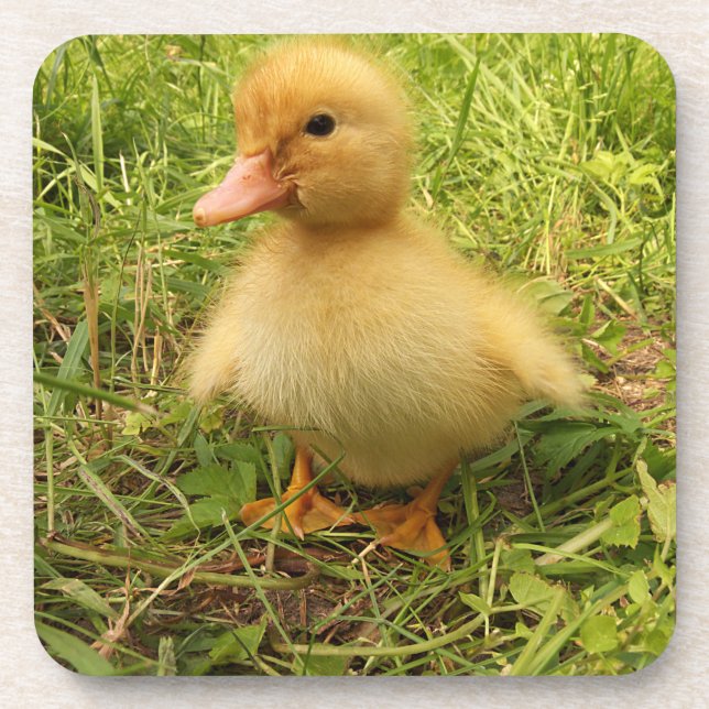 Porta-copo pássaro, pato, pato, amarelo, natureza, fofo, bebê (Frente)