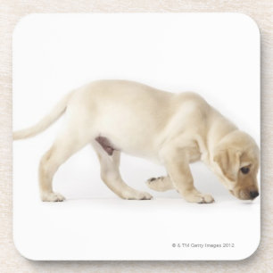 Porta-copo Passeio do filhote de cachorro de labrador