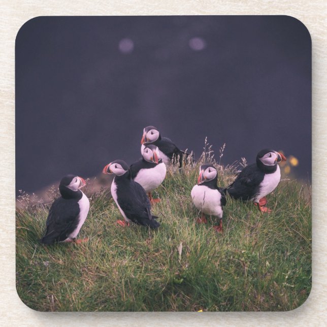 Porta-copo Pasta de Bebidas de Puffins Atlânticos (Frente)