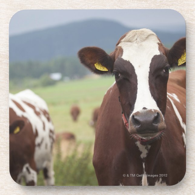 Porta-copo Pastando vacas (Frente)