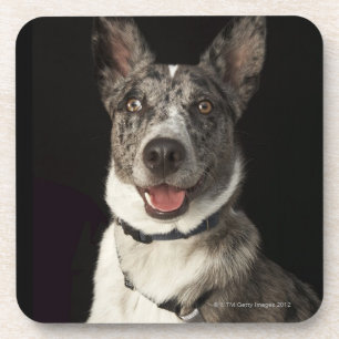 Porta-copo Pastor australiano cinzento e branco com chicote