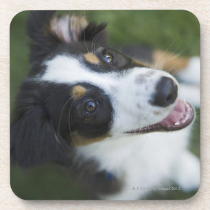 Porta-copo Pastor australiano que está nos pés traseiros