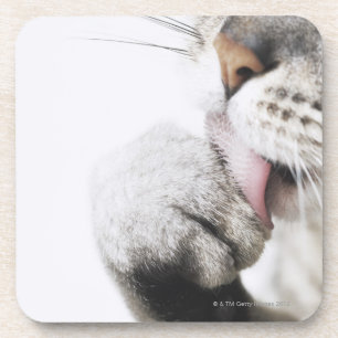 Porta-copo Pata da limpeza do gato