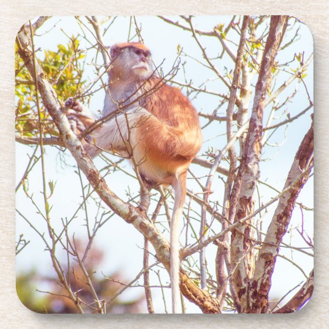 Porta-copo Patas é uma árvore (Frente)