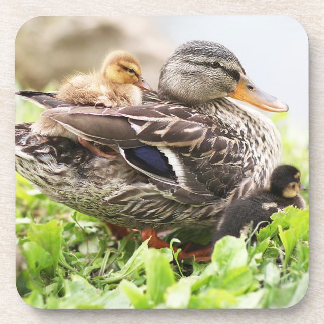 Porta-copo Pato selvagem fêmea cercado por patinhos (Frente)