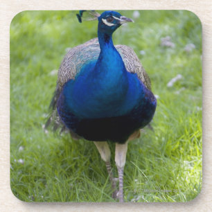 Porta-copo Pavão masculino (cristatus do Pavo)