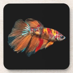 Porta-copo Peixe Betta Meio Lua