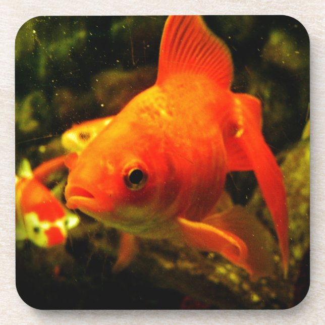 Porta-copo Peixe dourado (Frente)