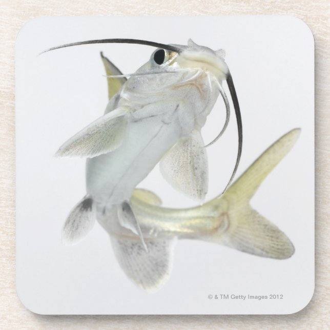 Porta-copo Peixe-gato de mar de Tete (seemanni de (Frente)