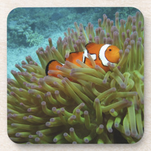 Porta-copo Peixe-palheiro ocidental ( Amphiprion ocellaris )