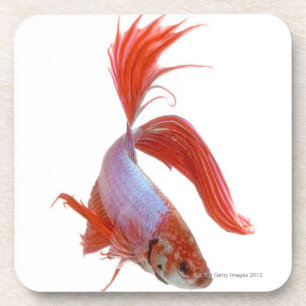 Porta-copo Peixes de combate Siamese (splendens de Betta)