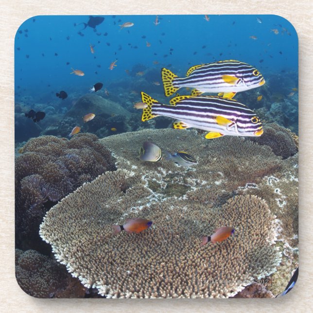 Porta-copo Peixes de Sweetlip (Frente)