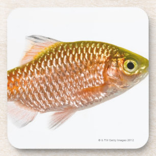 Porta-copo Peixes rosados da farpa (conchonius de Puntius)