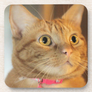 Porta-copo Penny bonito