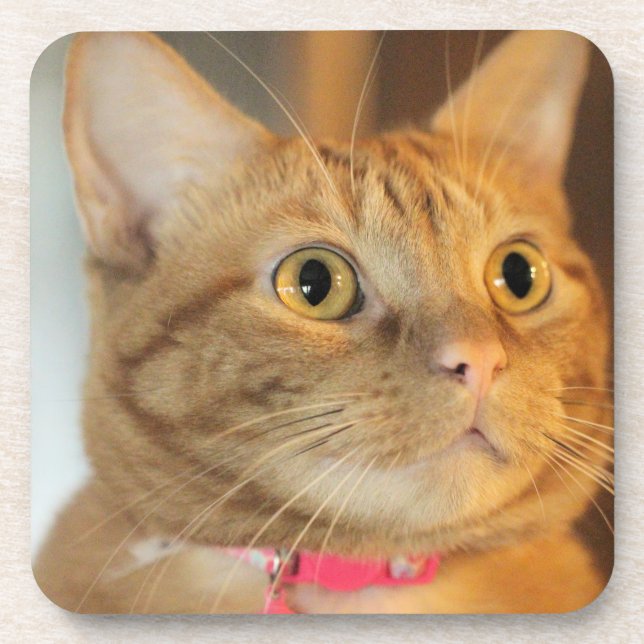 Porta-copo Penny bonito (Frente)