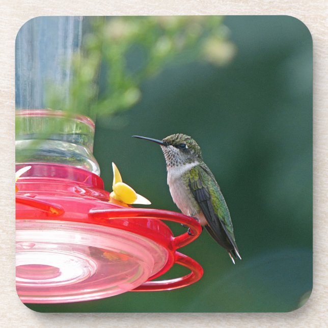 Porta-copo Perched Hummingbird (Frente)