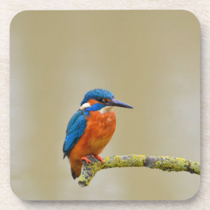 Porta-copo Perching Kingfisher