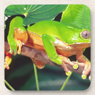 Porta-copo Perereca-macaco gigante bicolor, Phyllomedusa