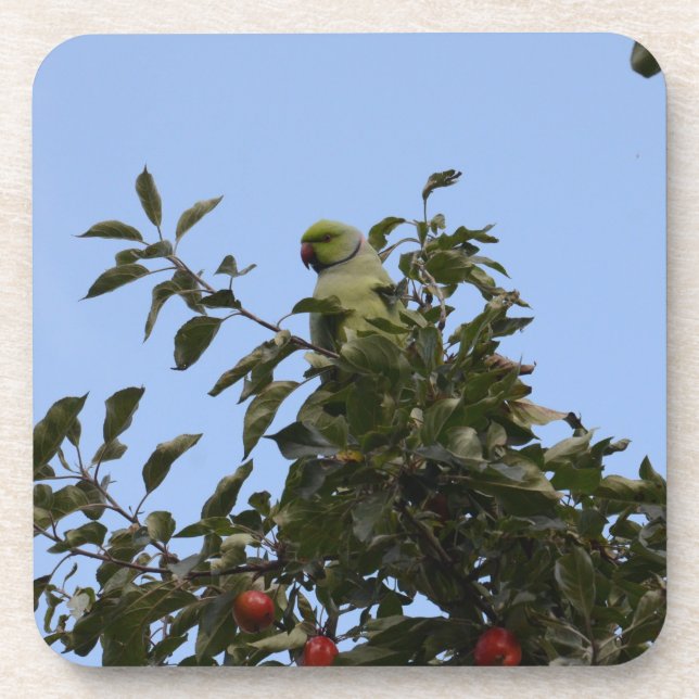 Porta-copo Periquito-verde (Frente)