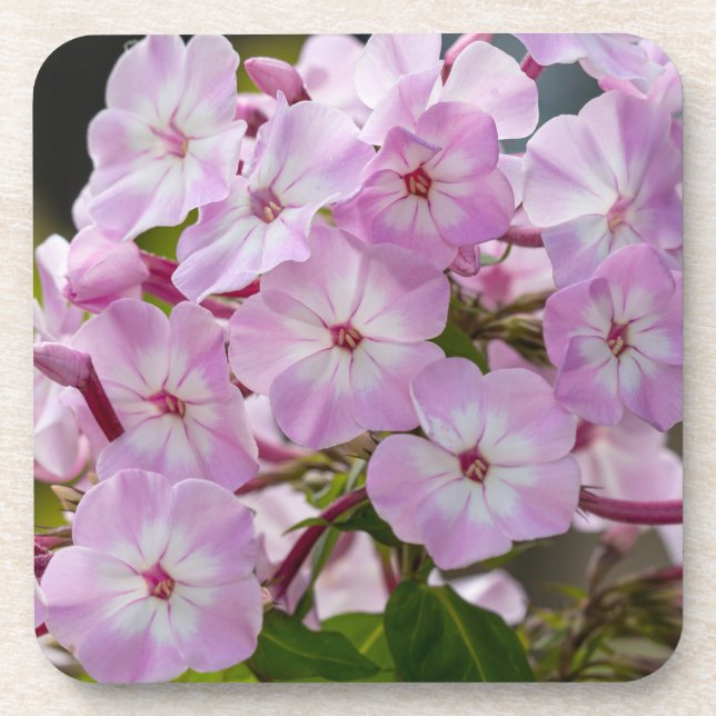 Porta-copo Phlox Rosa (Frente)