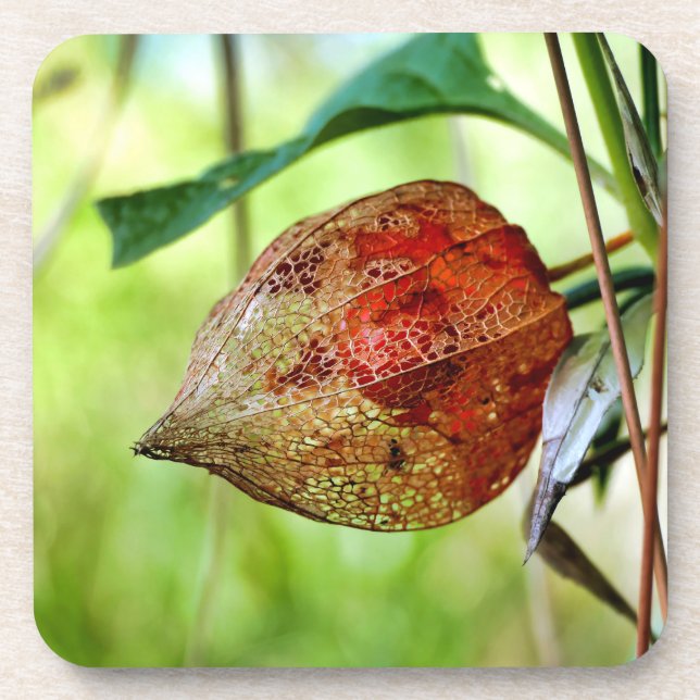 Porta-copo Physalis alkekengi (Frente)