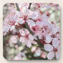 Pia Brilhante, Cola Vermelha.