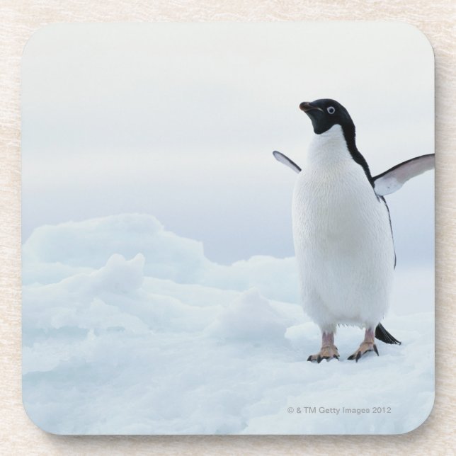 Porta-copo Pinguim de Adelie, a Antártica (Frente)