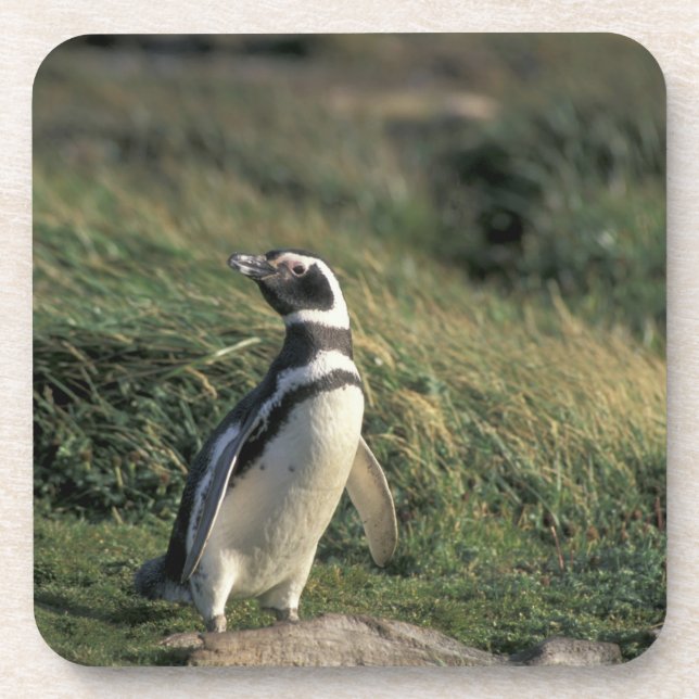 Porta-copo Pinguim-de-magalhães (Spheniscus magellanicus), (Frente)
