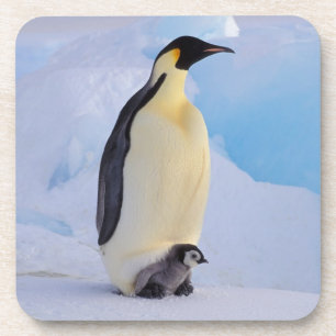 Porta-copo Pinguim-imperador Aptenodytes