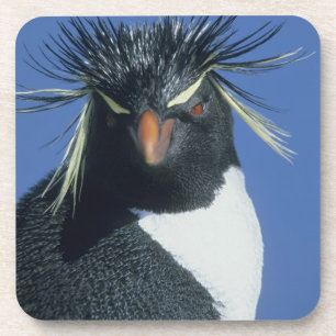 Porta-copo Pinguim Saltador-rochoso (Eudyptes chrysocome)