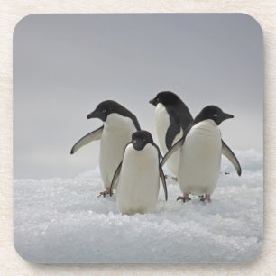 Porta-copo Pinguins de Adelie em fluxos do gelo