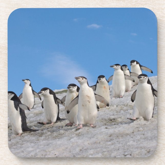 Porta-copo Pinguins-de-barbicha | Pygoscelis Antarctica (Frente)