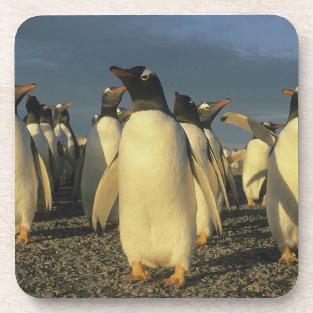 Porta-copo Pinguins-de-gentoo, (Pygoscelis papua), Ilhas Malv (Frente)
