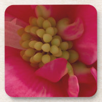 Pink Begonia Stamen Macro Coasters