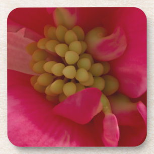Porta-copo Pink Begonia Stamen Macro Coasters