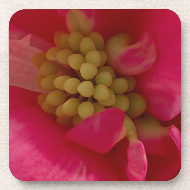 Porta-copo Pink Begonia Stamen Macro Coasters (Frente)