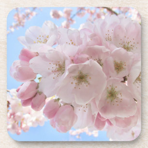 Porta-copo Pink Blossoms Blue Sky.