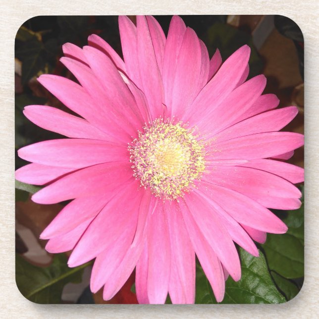Porta-copo Pink Gerbera Daisy Flower (Frente)