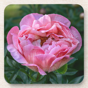 Porta-copo Pink Peony