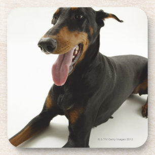 Porta-copo Pinscher 2 do Doberman