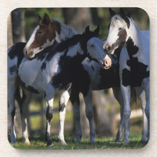 Porta-copo Pinte cavalos